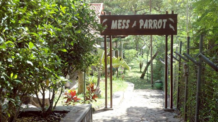 Mess Parrot