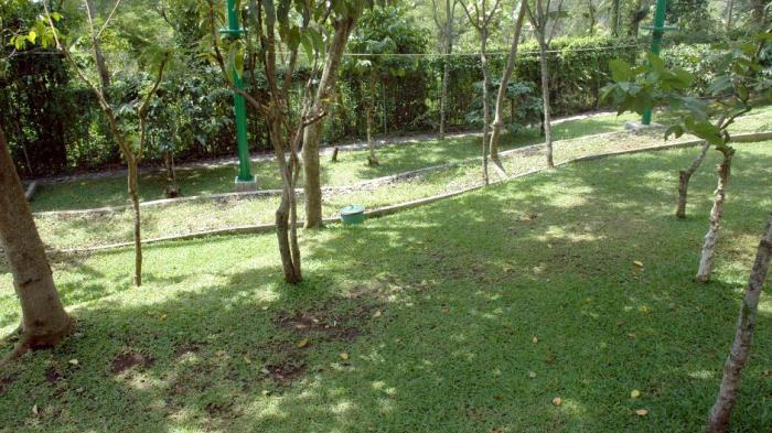 The green-grassed yard