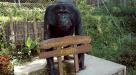 Orangutan sculpture